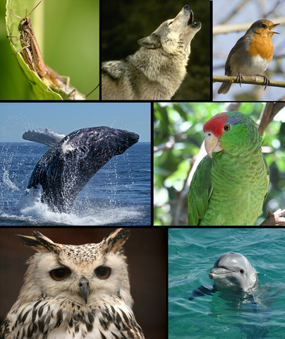 El lenguaje de los animales