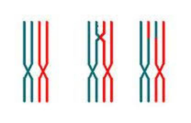 Recombinación del ADN.
