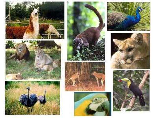 La Etología como ciencia de la cultura