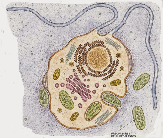 Una célula simple envuelve a otra--> Primeras células eucariotas