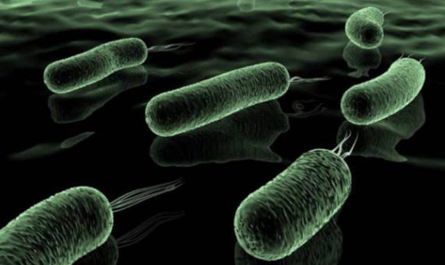 Aparecen los primeros organismos unicelulares (4h)