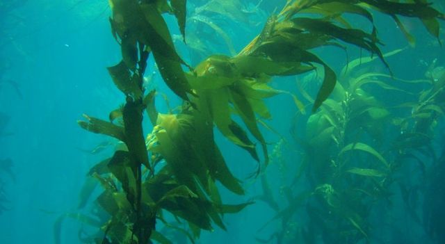 Primeras plantas marinas (20h30)