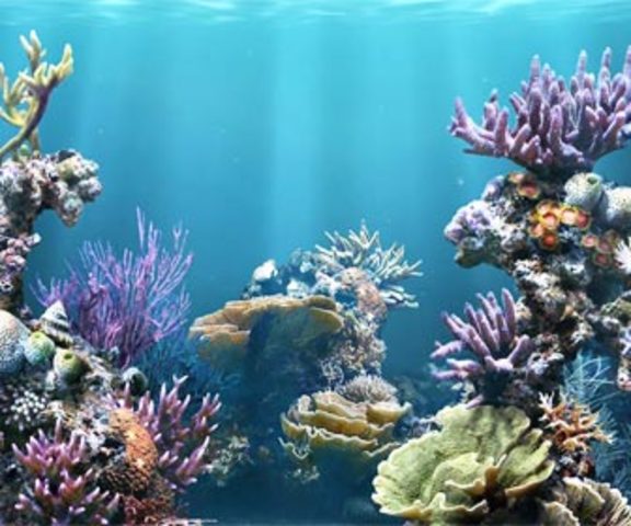 Explosión de vida en el fondo marino (21h)