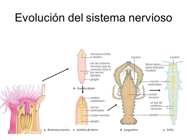 ¿Cuándo surgió el sistema nervioso?