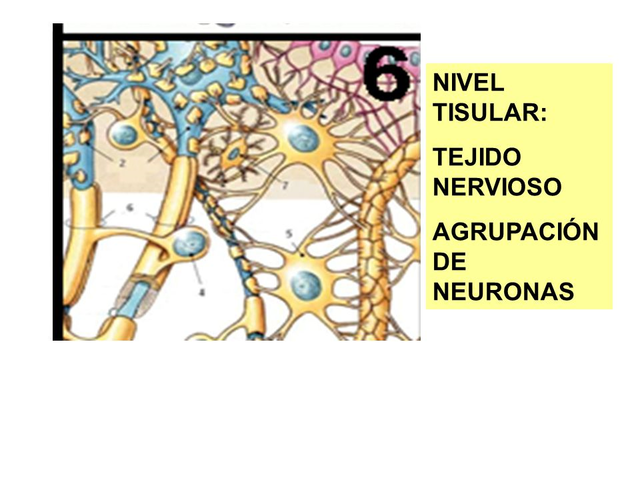 Cuando ocurrió por primera vez la agrupación de neuronas? En qué organismo?