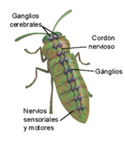 Que organizaciones nerviosas existen en la naturaleza?  Hace 2.1 Millones de años