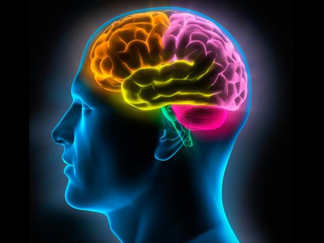 Para que o por que surgió el cerebro?