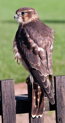 Primera Organización Mundial.