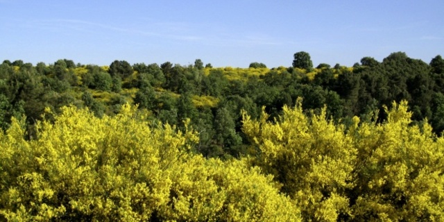 Las plantas comienzan a colonizar la Tierra y surgen los primeros tetrápodos e insectos (21h30)