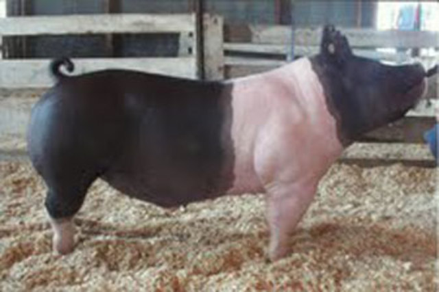 I showed my first animal at the fair.