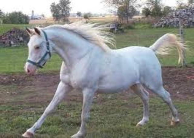 I got my first horses