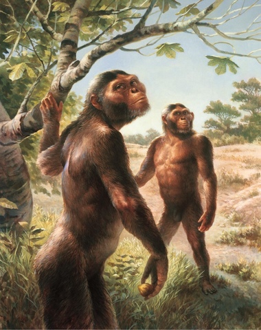 Australopithecus