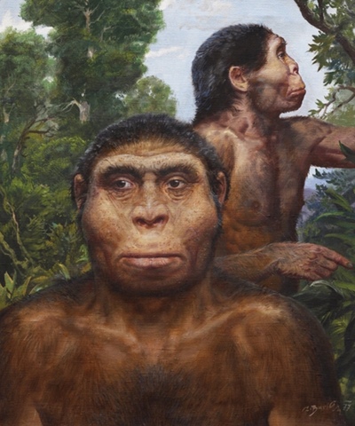 Homo Erectus