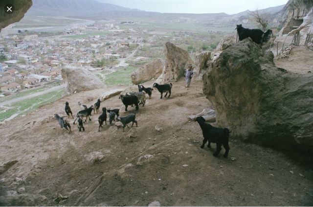 Domestication in the Zagros Mountain