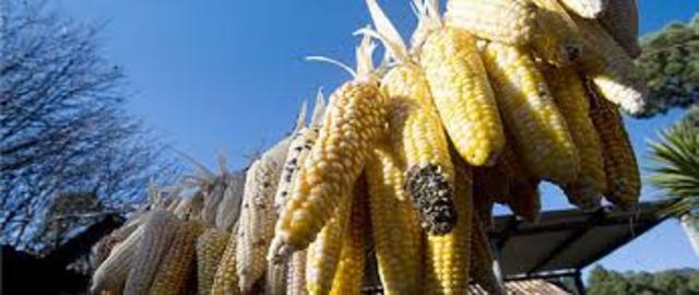 Creación de  Guanos y Fertilizantes de México S. A.