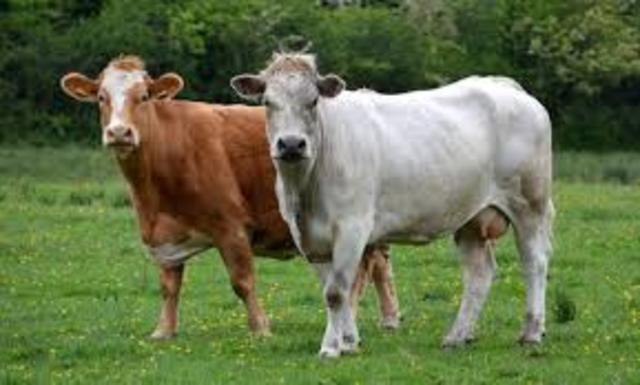 Tratados sobre las Vacas