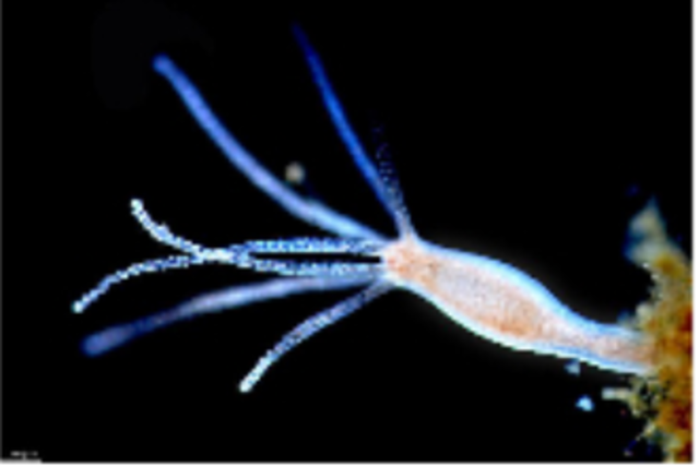 SISTEMA NERVIOSO DIFUSO