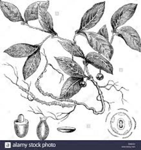 La  Ipecacuana y la Quina Siglo XVll