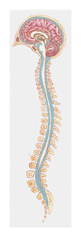 Sistema nervioso central (SNC)