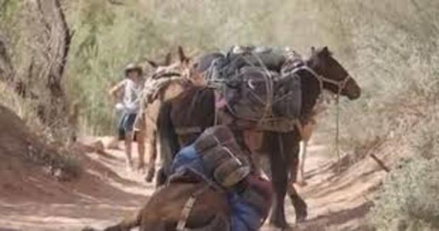 Packed Horses and Ships