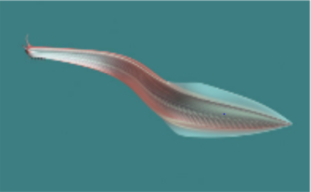 DESARROLLO DE LA MÉDULA ESPINAL