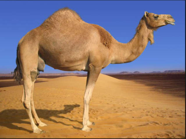 Camels
