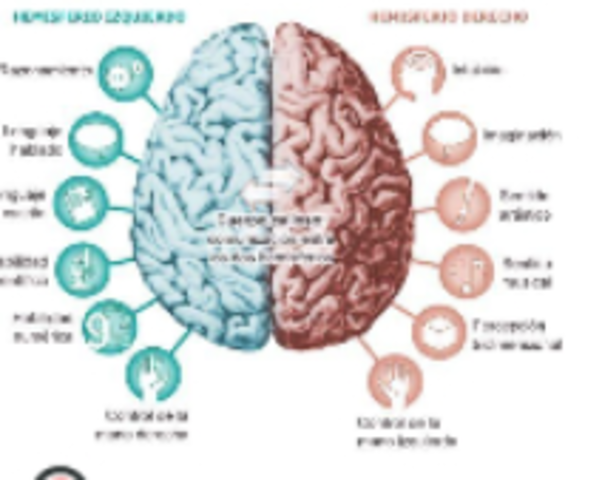 HEMISFERIOS CEREBRALES Y CORTEZA CEREBRAL