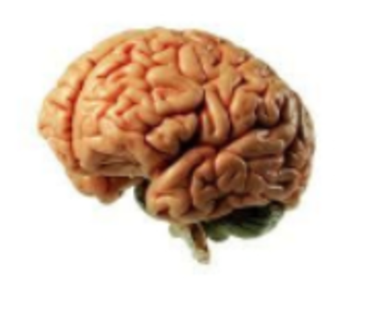 EL CEREBRO MÁS ANTIGUO