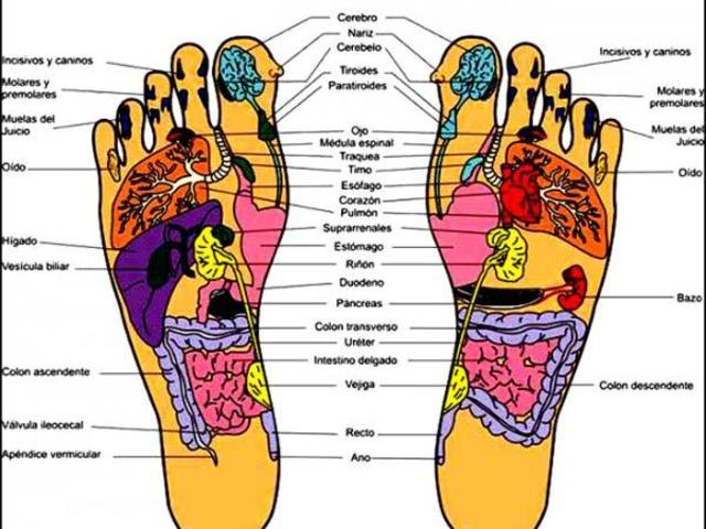 Nace la reflexología