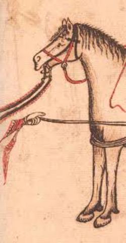 Actividades en equinos.