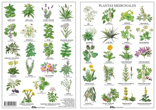 4 mil plantas curativas