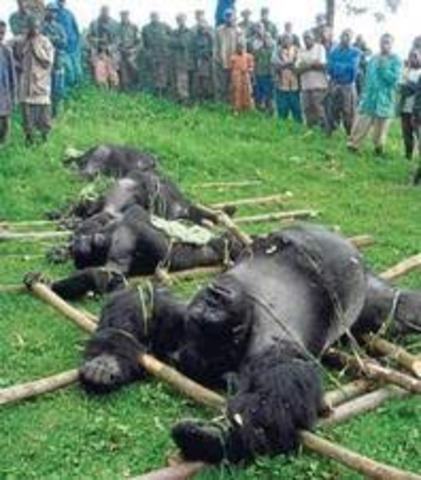 Extinción de especies y pérdida de biodiversidad