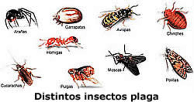 Dr miguel A. crea primera edición de la lista de insectos dañinos y otras plagas en Colombia