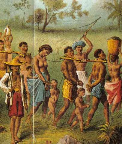 La croissance de plusieurs colonies