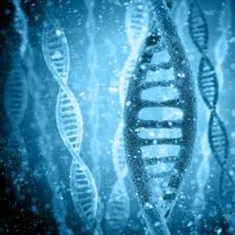 estructura quimica del adn