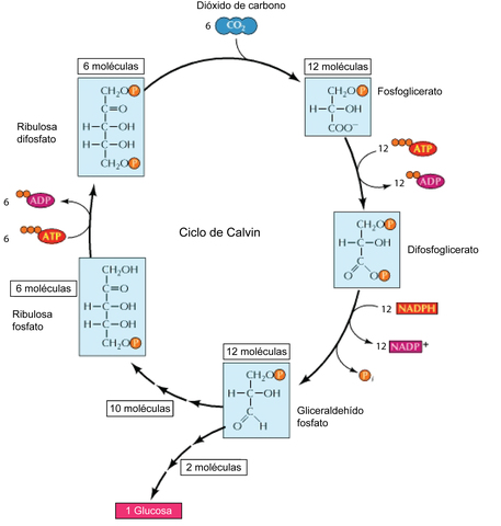 Melvin Calvin (1911-1997)