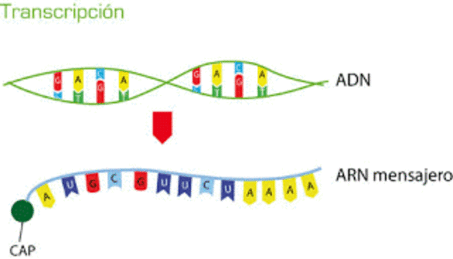 Francois Jacob (1920-2013)