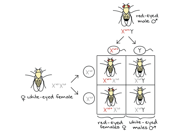 Thomas H Morgan (1866-1945)