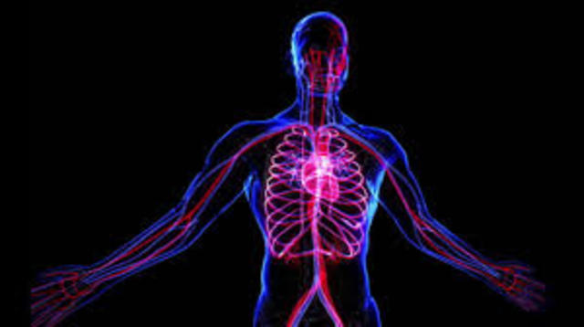 El surgimiento del sistema nervioso