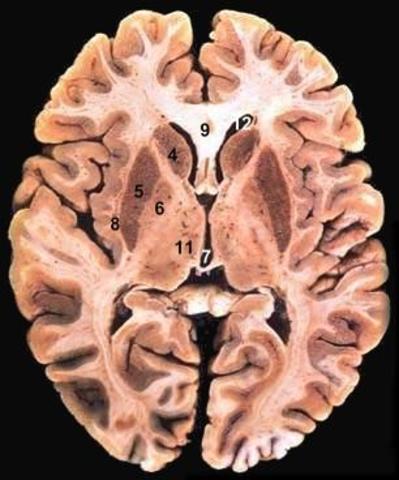 Siglo XIX: nace la "Psicología científica"