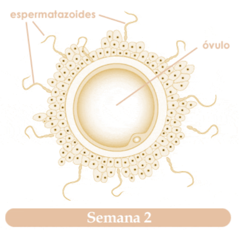 SEGUNDA SEMANA DE EMBARAZO