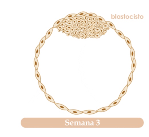 TERCERA SEMANA DE EMBARAZO