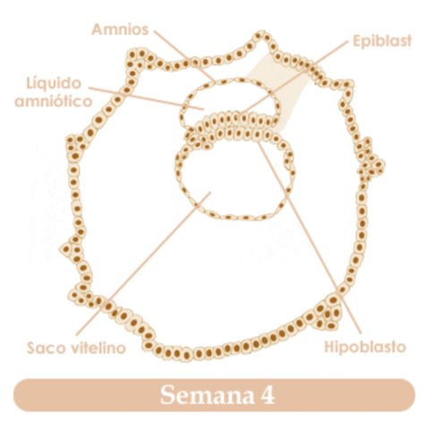 CUARTA SEMANA DE EMBARAZO