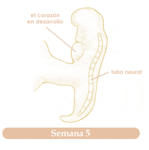 QUINTA SEMANA DE EMBARAZO
