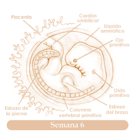 SEXTA SEMANA DE EMBARAZO