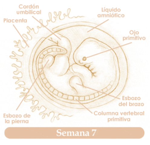 SEPTIMA SEMANA DE EMBARAZO