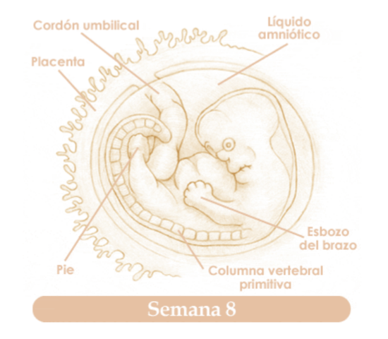 OCTAVA SEMANA DE EMBARAZO
