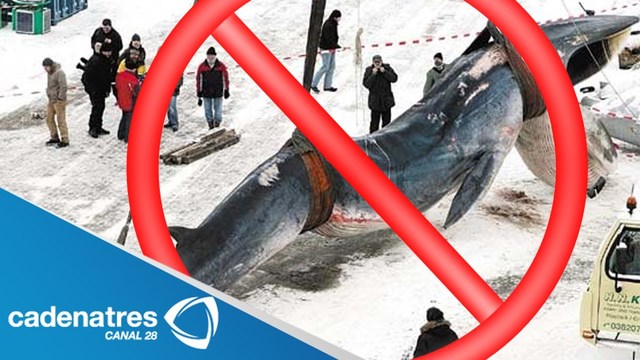 CONVENCIÓN INTERNACIONAL PARA LA REGULACIÓN DE LA CAPTURA DE BALLENAS