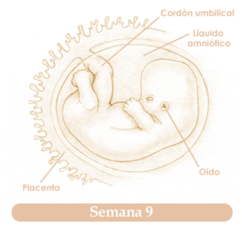 NOVENA SEMANA DE EMBARAZO