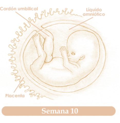 DECIMA SEMANA DE EMBARAZO(FINAL DE LA ETAPA EMBRIONARIA)